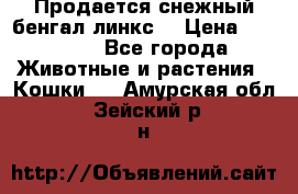 Продается снежный бенгал(линкс) › Цена ­ 25 000 - Все города Животные и растения » Кошки   . Амурская обл.,Зейский р-н